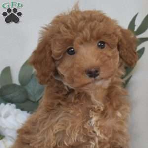 Wendy, Mini Goldendoodle Puppy