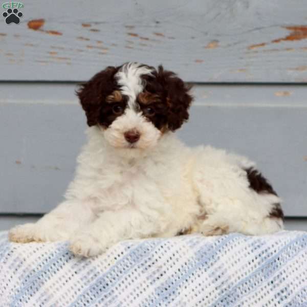 Wendy, Miniature Poodle Puppy