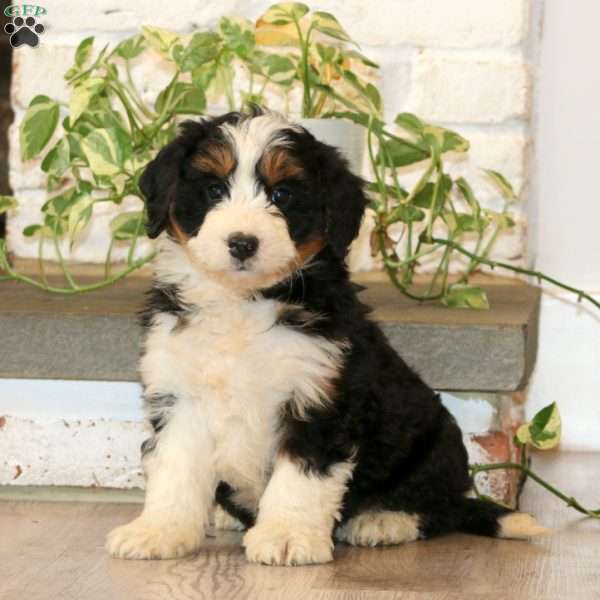 Wendy, Mini Bernedoodle Puppy