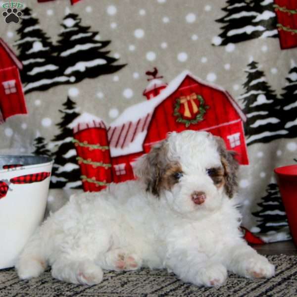 Wendy – F1B, Cockapoo Puppy