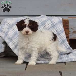 Wendy, Miniature Poodle Puppy