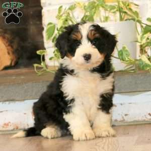 Wendy, Mini Bernedoodle Puppy