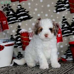 Wendy – F1B, Cockapoo Puppy