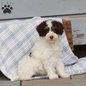 Wendy, Miniature Poodle Puppy