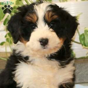 Wendy, Mini Bernedoodle Puppy