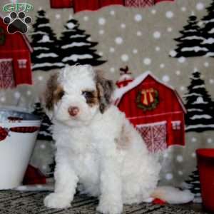 Wendy – F1B, Cockapoo Puppy