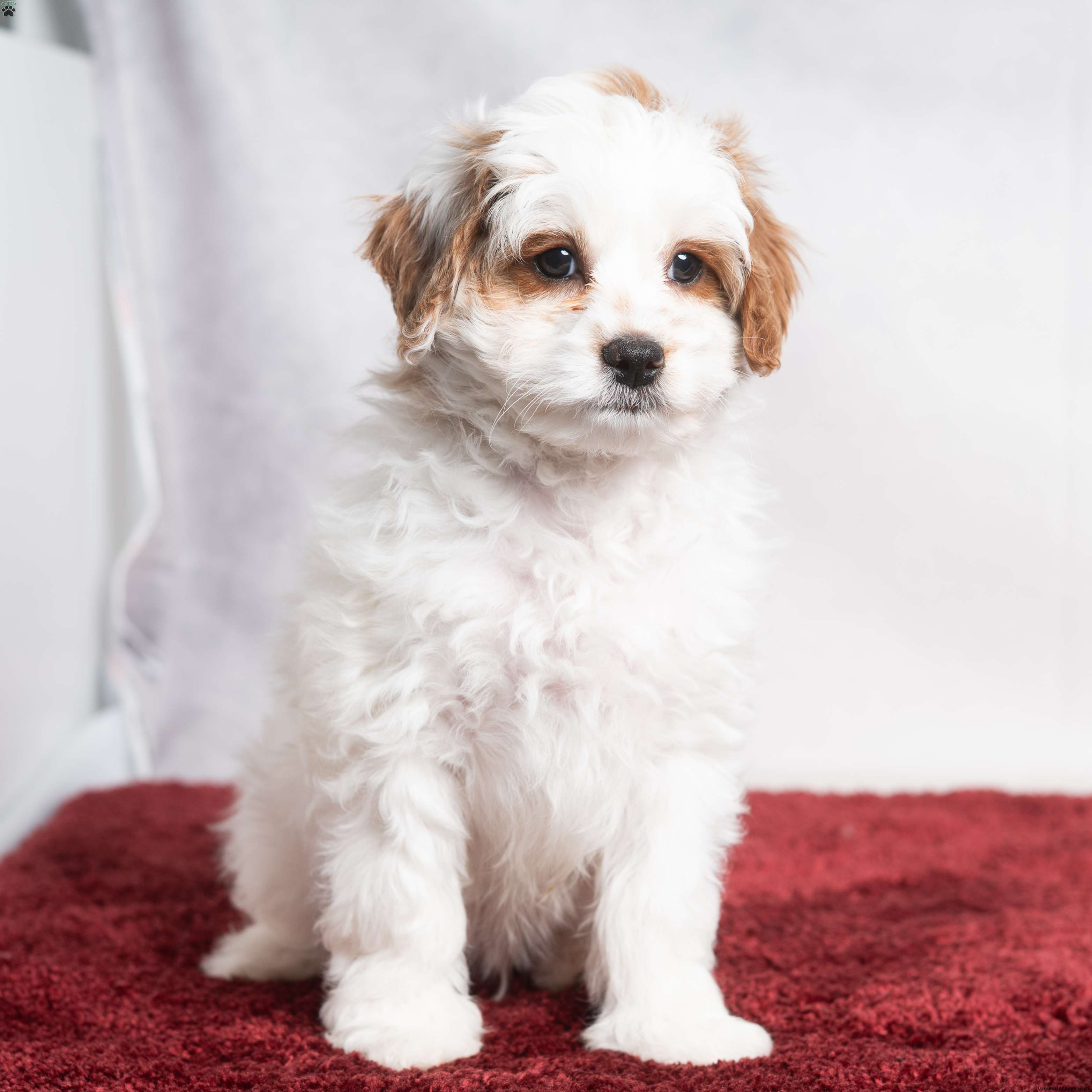 Wesley - Cavapoo Puppy For Sale in Pennsylvania