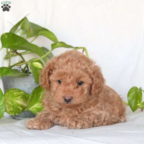 Wesley, Miniature Poodle Puppy
