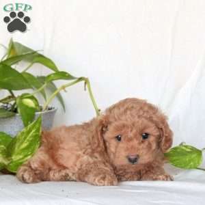 Wesley, Miniature Poodle Puppy