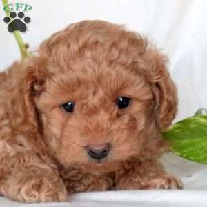 Wesley, Miniature Poodle Puppy