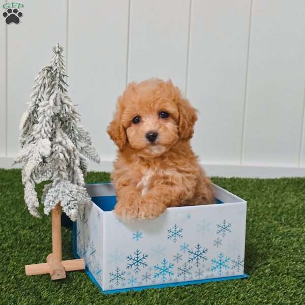 Whisper, Bich-Poo Puppy