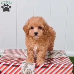 Whisper, Bich-Poo Puppy