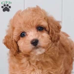 Whisper, Bich-Poo Puppy