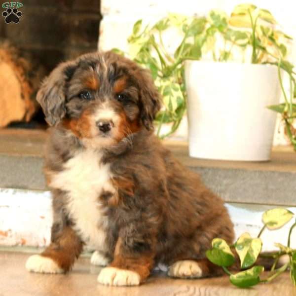 Whisper, Mini Bernedoodle Puppy