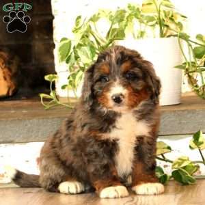 Whisper, Mini Bernedoodle Puppy