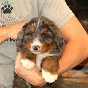 Whisper, Mini Bernedoodle Puppy