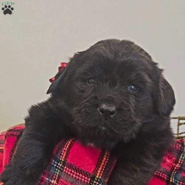 White, Newfoundland Puppy