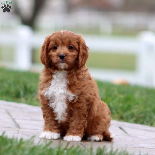 Will, Cavapoo Puppy