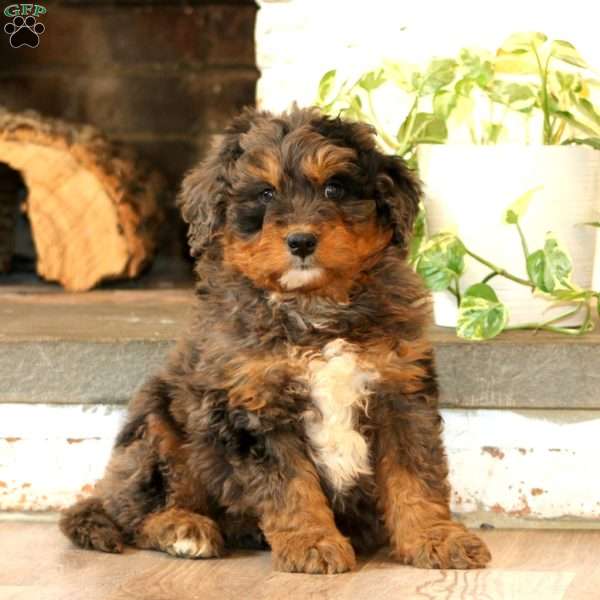 Will, Mini Bernedoodle Puppy