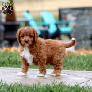 Will, Cavapoo Puppy