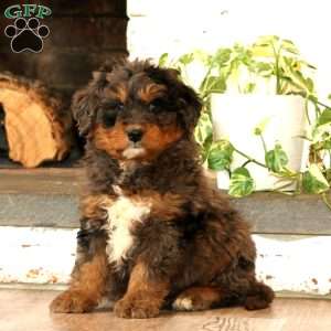 Will, Mini Bernedoodle Puppy