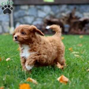 Will, Cavapoo Puppy