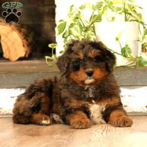 Will, Mini Bernedoodle Puppy