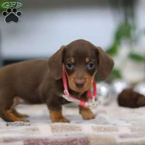 Willow, Dachshund Puppy
