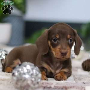 Willow, Dachshund Puppy