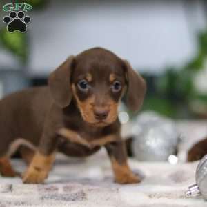 Willow, Dachshund Puppy
