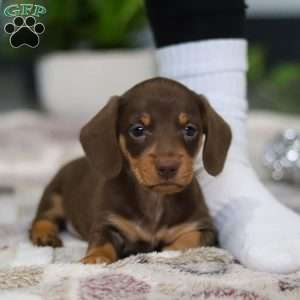 Willow, Dachshund Puppy