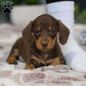 Willow, Dachshund Puppy