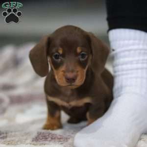 Willow, Dachshund Puppy