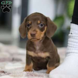 Willow, Dachshund Puppy