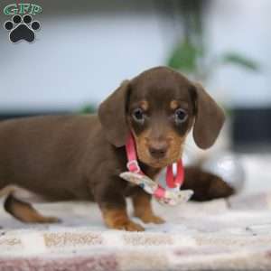 Willow, Dachshund Puppy