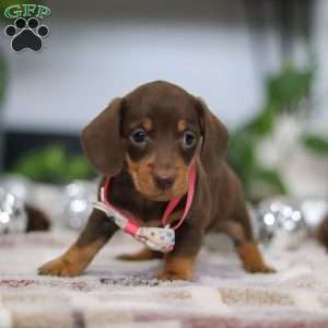 Willow, Dachshund Puppy