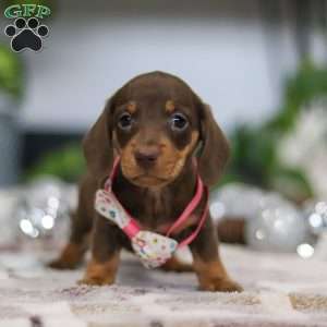 Willow, Dachshund Puppy