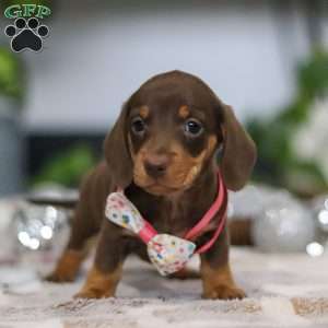Willow, Dachshund Puppy