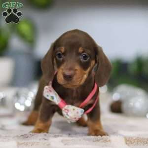 Willow, Dachshund Puppy