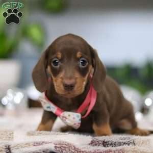 Willow, Dachshund Puppy
