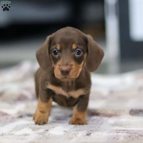 Willow, Dachshund Puppy
