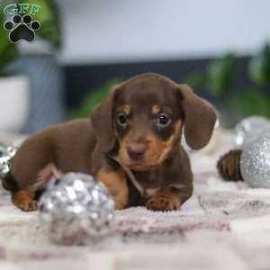 Willow, Dachshund Puppy
