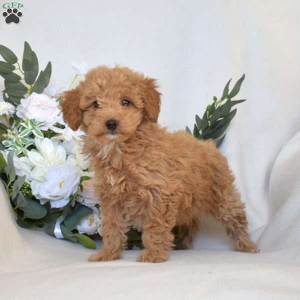 Willow, Mini Goldendoodle Puppy