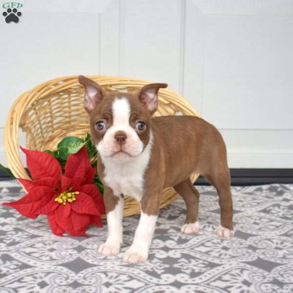 Willow, Boston Terrier Puppy