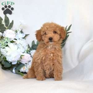 Willow, Mini Goldendoodle Puppy