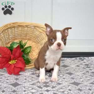 Willow, Boston Terrier Puppy