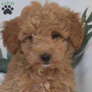 Willow, Mini Goldendoodle Puppy