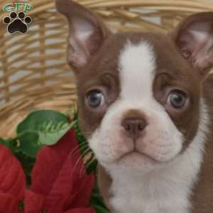 Willow, Boston Terrier Puppy