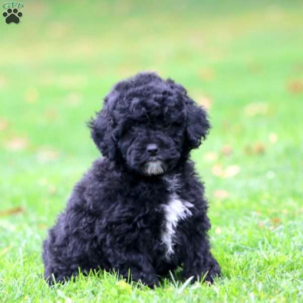 Willow, Miniature Poodle Puppy