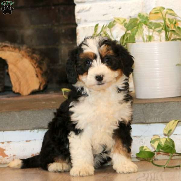 Willow, Mini Bernedoodle Puppy